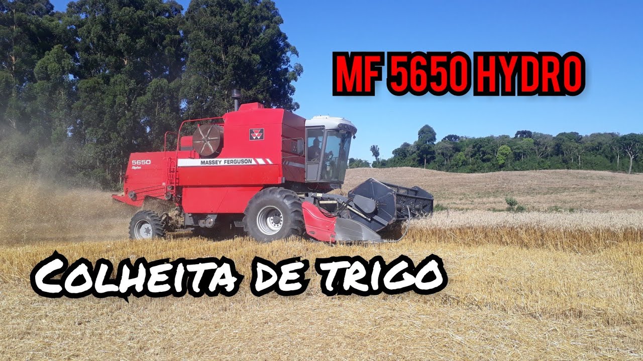 Colhendo trigo com a MF 5650 hydro 4x4