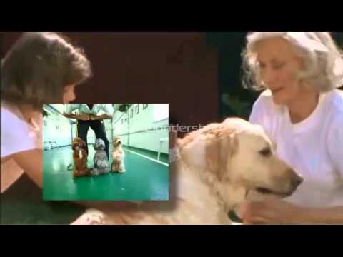 dog-training-for-dummies,best-online-dog-training,dog-training-for-dummies