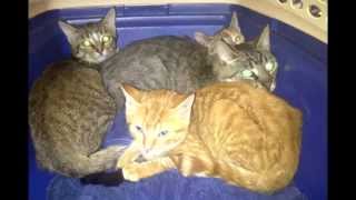 Cat Overpopulation Issue