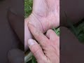Cattail Slime 🌱