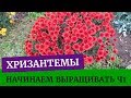 Подробно о посеве хризантем. Сеем хризантемы Ариель и хризантемы бархатная смесь