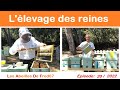 Llevage des reines apiculture apiculteur abeille ladfapiculture 2022elevagereine