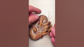 Thumbnail of Hermit crabs