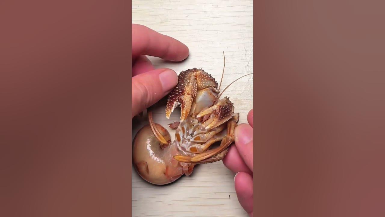 Hermit crabs Hermit crabs