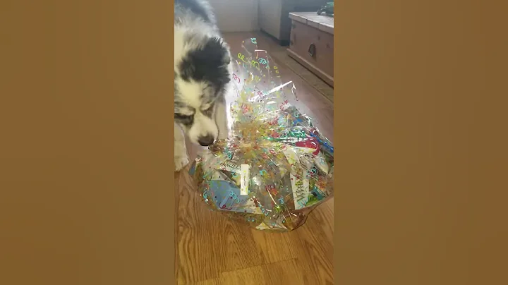 The Grinch disguised as a Border Collie