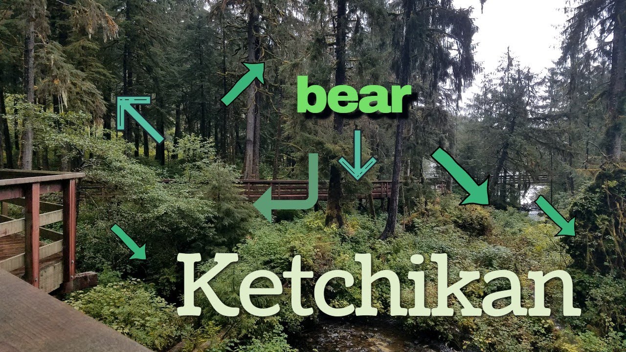 Ketchikan Alaska Bears Bears Bears Our Favorite Excursion Of The ketchikan-alaska-bears-bears-bears-our-favorite-excursion-of-the