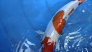 ซันเก้ 30 cm. Unk.AVI