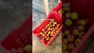 Uzalishaji Na Ununuzi Wa Apple Kutoka Kwa Wakulima