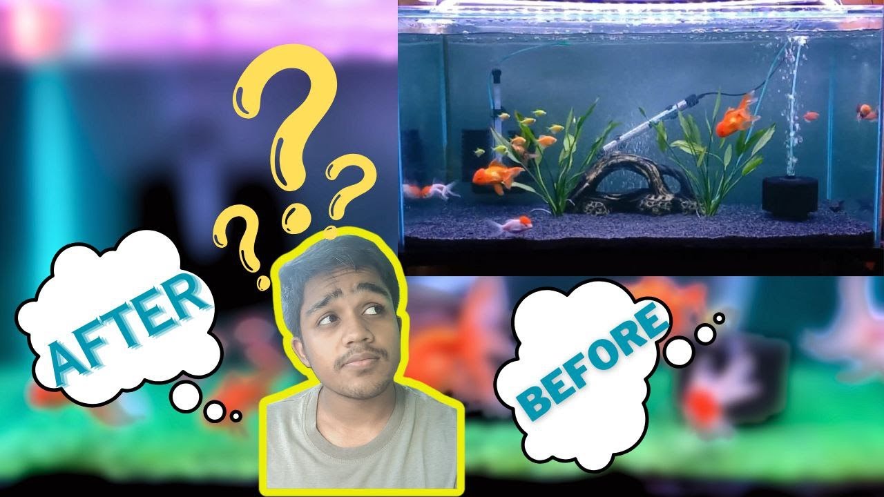 New look to my Goldfish Tank I Goldfish tank set up YouTube