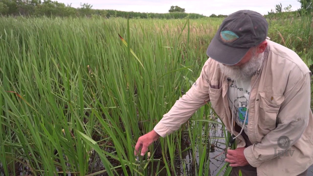 Flowers and Grasses of Iowa Iowa Land and Sky YouTube