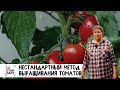 Нестандартный метод выращивания томатов / Нестандарт / Серия 10