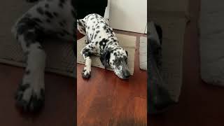 Disneys 101 Dalmatians,