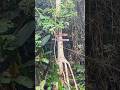 Cachoeira #natureza #videoshort #brasil