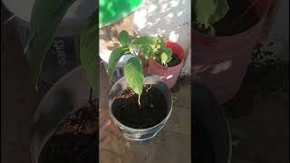 Thank You Dear Mariammal Miss ....For Ur Gift