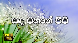 Miniatura del video "Sinhala Geethika | සඳ පහනේ පිපි වැටකෙයා මල සේ | Pasku Geethika"