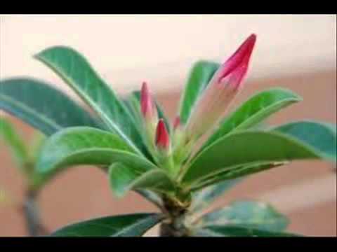 Misteri   Kemboja Di Pusara 1988