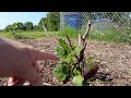 Saving our dying fig trees // Growing figs in Missouri