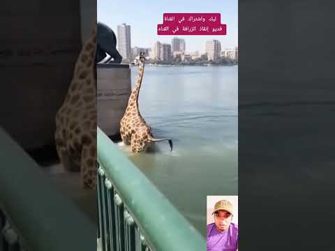 زرافة كوبري قصر النيل في نهر النيل قبل إنقاذها والناس بتصور