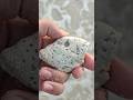 Did you know this fish fossil is 1.5 million years old? 😳🐟 #gemhunter #fossils #crystals