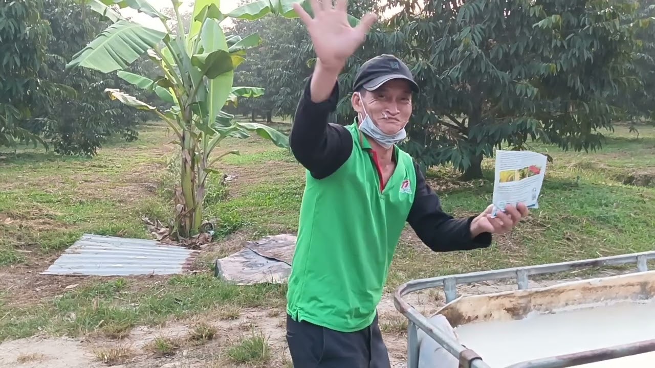 phun đậu trái sầu riêng tập 1 vườn anh thuộc