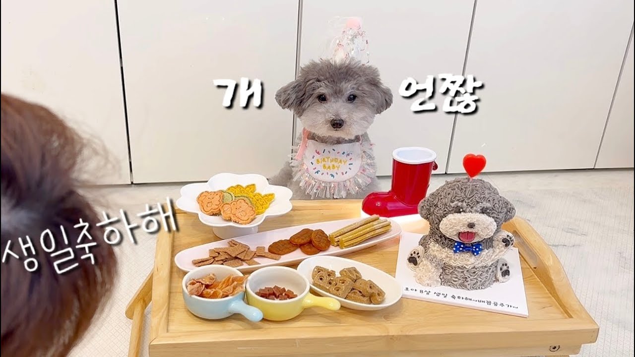 강아지 생일날 개빡친 이유..!!ㅋㅋㅋㅋ