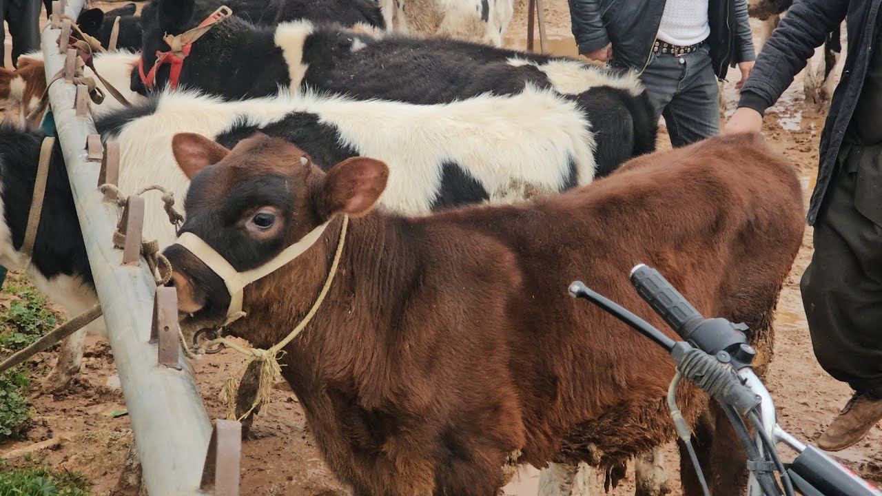 سوق البقر في بشمارون بكيرتين حطايط ٤٥٠٠$حركة السوق بتاريخ 2/21لتواصل 0997192642