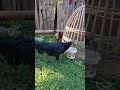 ayam cemani di umbar