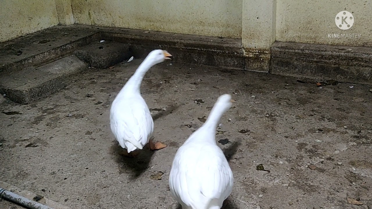 Duck white long neck