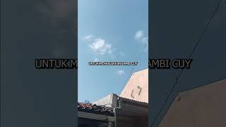 MERPATI SI SHUJAE KURANG BERUNTUNG ‼️ #racingpigeon #merpati #merpatipos #pigeon #pet