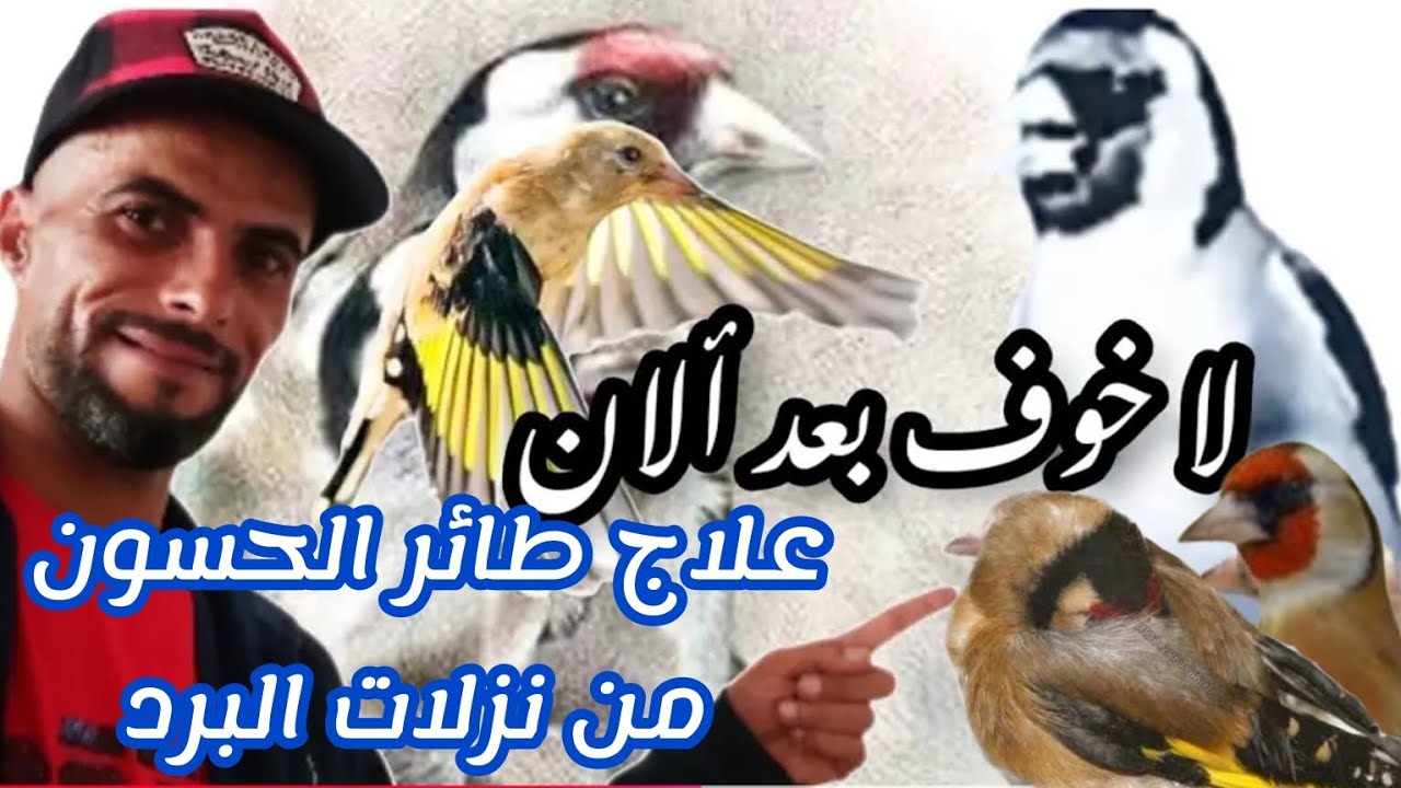 علاج طائر الحسون من نزلات 🥶 11.12.2024البرد وطريقة تشخيص المرض وعلاج بمواد طبيعية ومصنعة