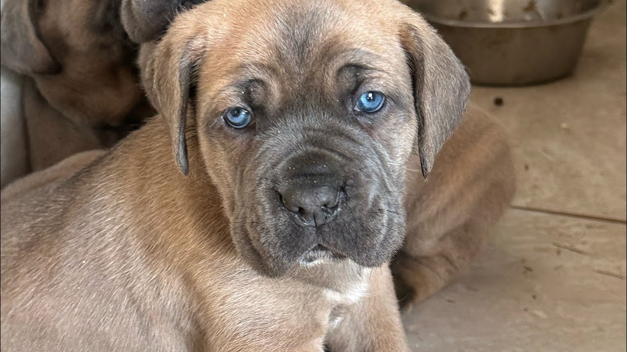 how-to-give-a-puppy-a-shot-fyp-viral-canecorso-puppy-breeder