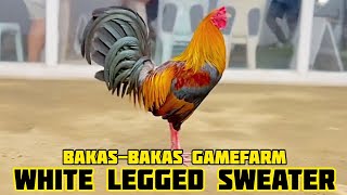 WHITE LEGGED SWEATER - BAKAS BAKAS GAMEFARM
