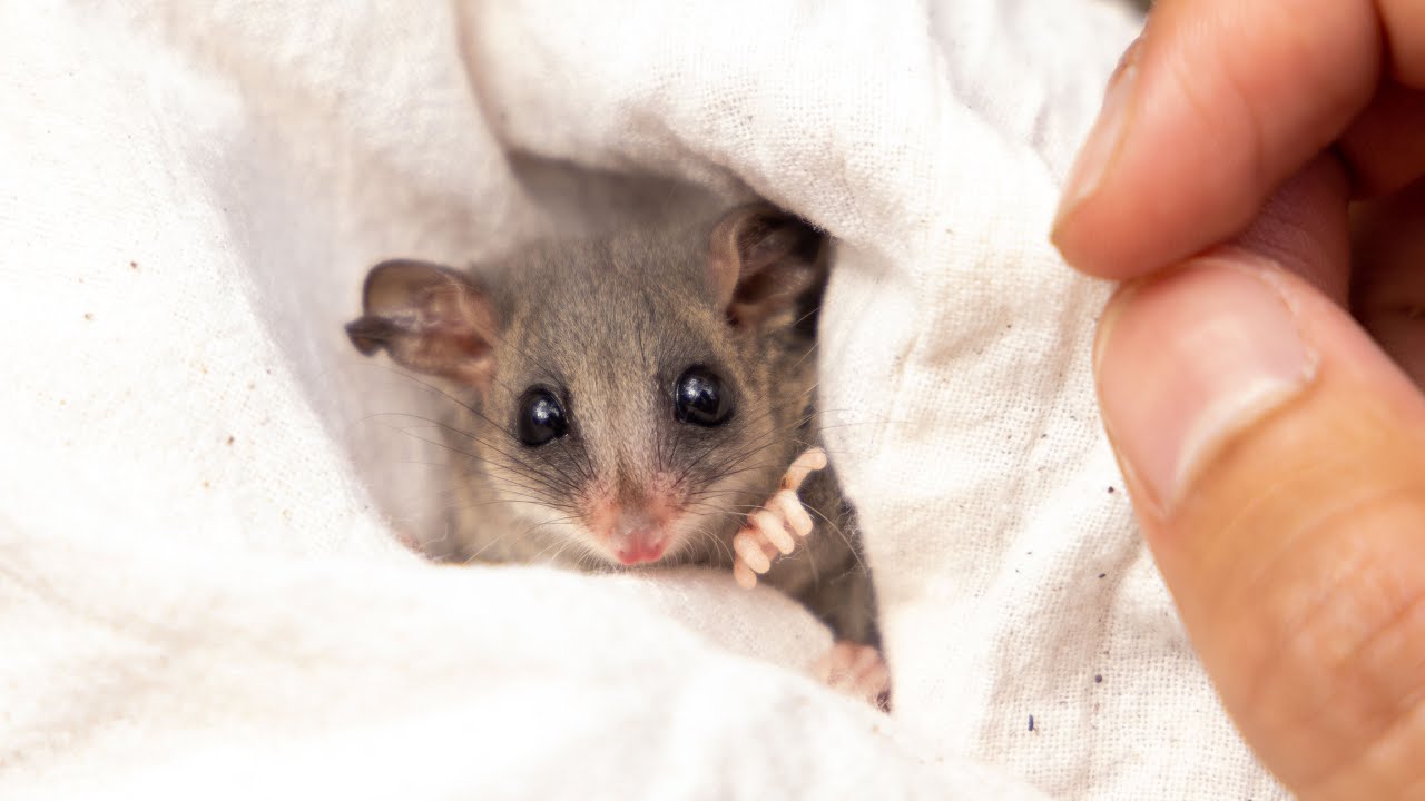 Eastern Pygmy Possum