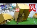 うちの猫がこんなわかりやすい罠に引っかかるわけないwww