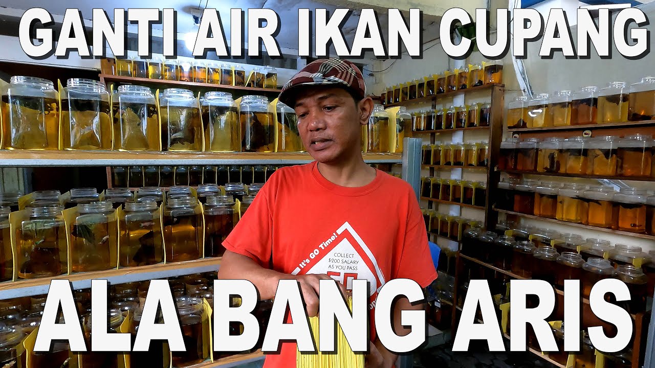 BELAJAR PERGANTIAN AIR ALA BANG ARIS BETTA FISHKU