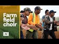 Homesick Kiribati farm workers lift morale by singing in Tasmanian vegetable fields | ABC Australia