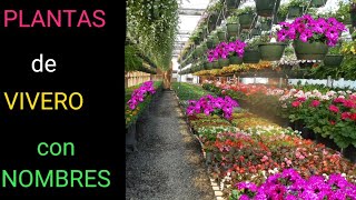 15 PLANTAS con flores de VIVEROS y sus Nombres