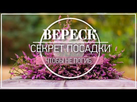 СЕКРЕТЫ посадки Вереска чтоб не погиб / Основные ошибки