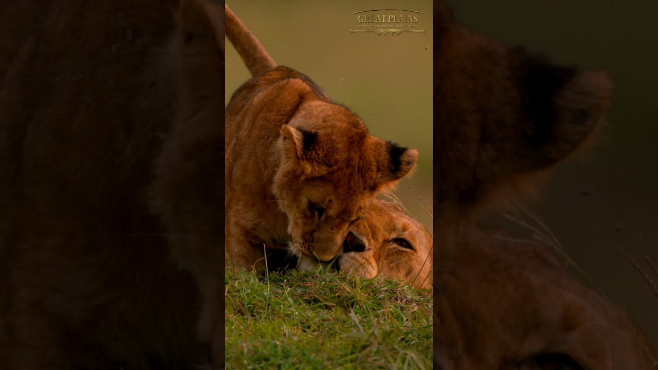A Lion Cub's Tenderness | Great Plains Conservation
