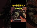 カメを救ったサメ…衝撃の結末🐢🦈