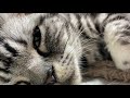甘えん坊な猫は優しい表情をしながらゴロゴロ音を披露しています。 【100分耐久 ASMR】