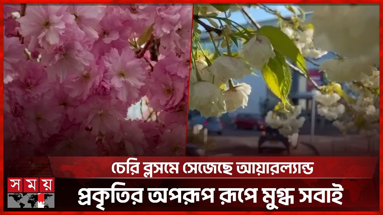 বসন্তে রঙিন আয়ারল্যান্ড, সাদা-গোলাপি চেরি ফুলে মোহনীয় দৃশ্য | Ireland | Cherry Blossom | Somoy TV