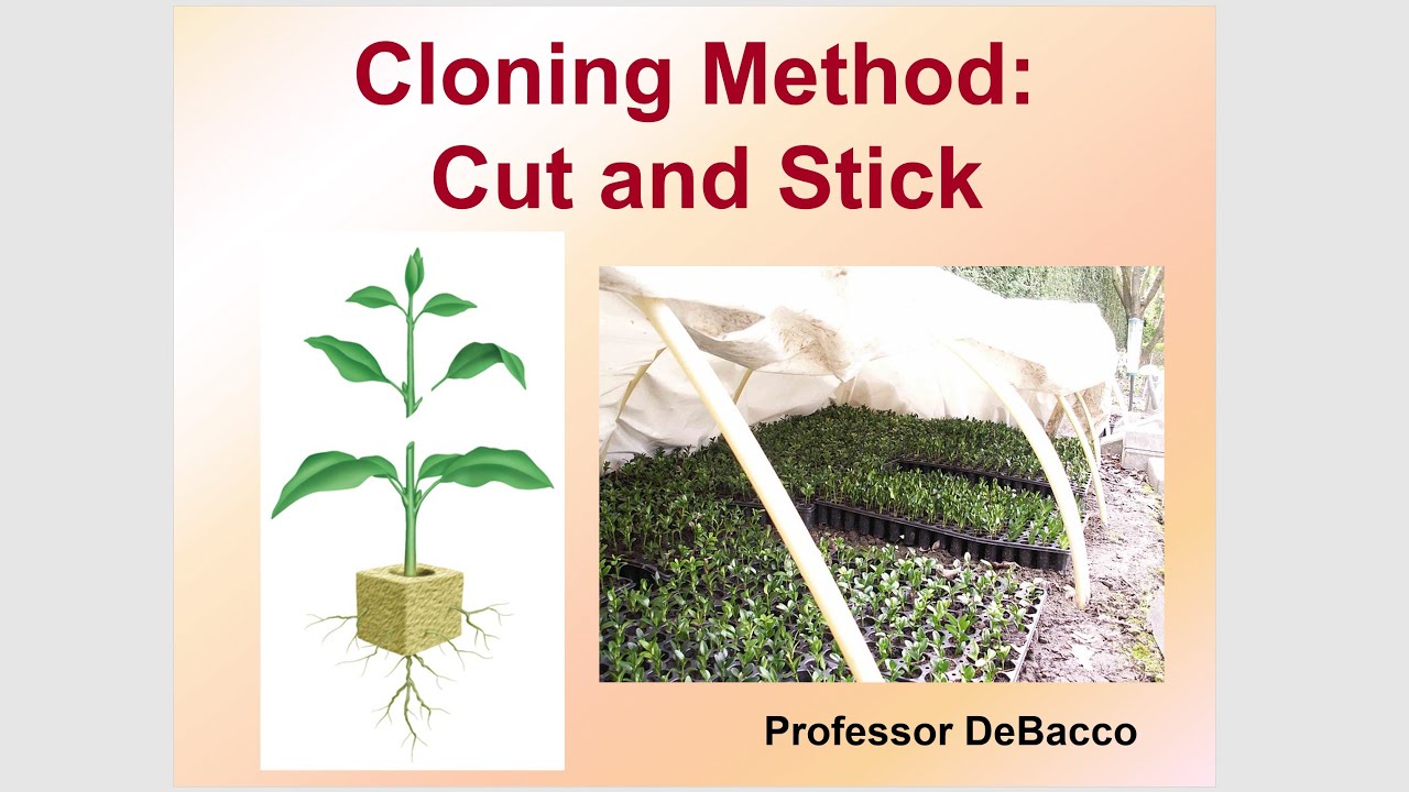 plant cloning process