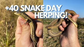 INSANE +40 SNAKE WINTER DAY HERPING & BEAUTIFUL LIZARDS IN SOUTH AFRICA