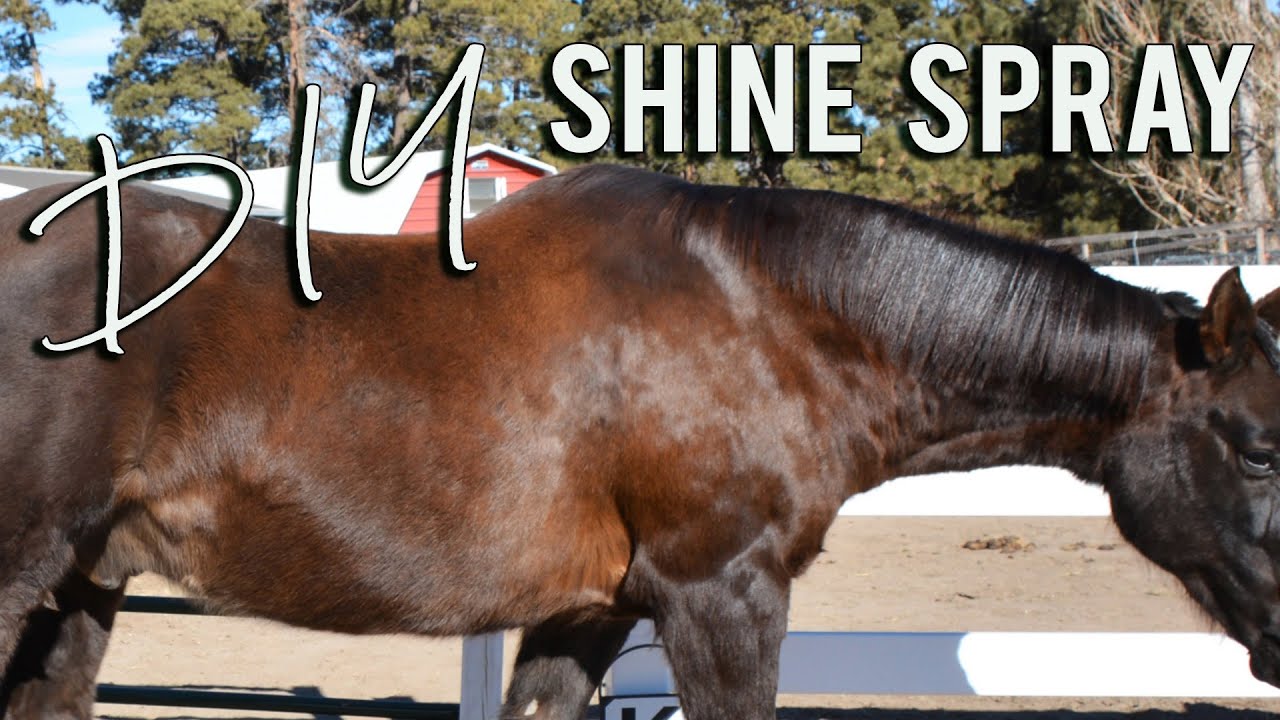 DIY Horse Shine Spray – All Natural and So Easy! 