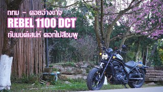 ขี่ Rebel 1100 DCT ขึ้นอ่างขาง ตามหาซากุระและพญาเสือโคร่ง