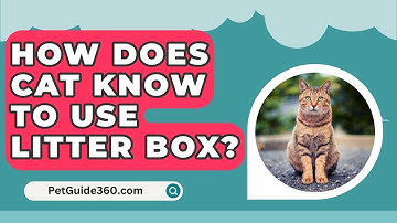 How Does Cat Know To Use Litter Box? - PetGuide360.com