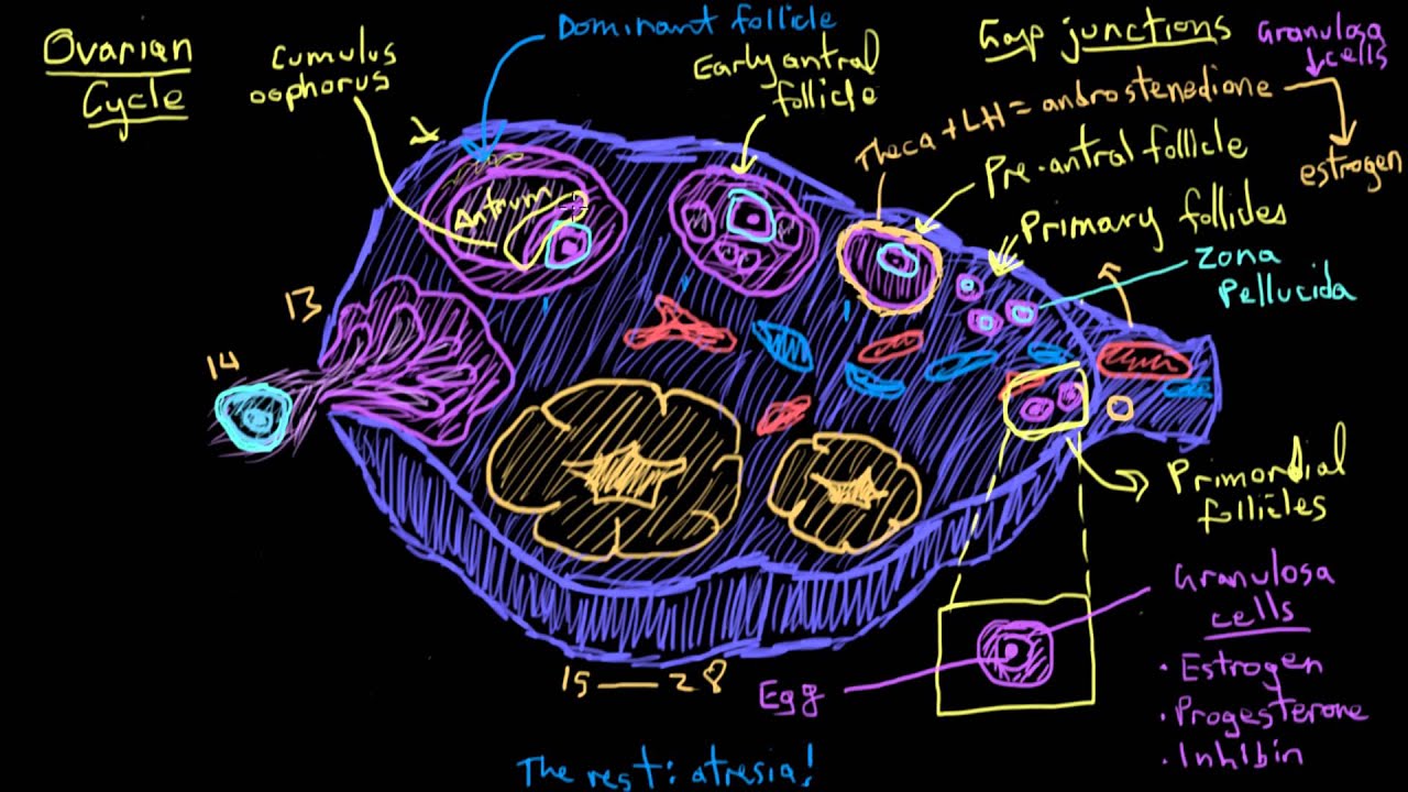 Khan Academy The Ovarian Cycle Youtube Khan Academy The Ovarian Cycle Youtube