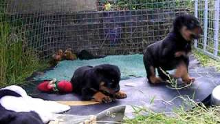 Rottweiler Puppies 7 Weeks Old - Youtube