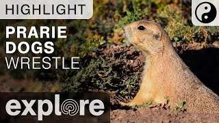 Prairie Dogs Wrestle at the Bison Plains - Live Camera Highlight 06/06/16
